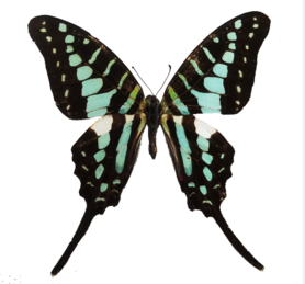 Graphium Polycenes (Afrique) ♂︎