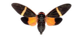 Tosena paviei (Thaïlande) ♂︎/♀︎ **Ailes oouvertes**