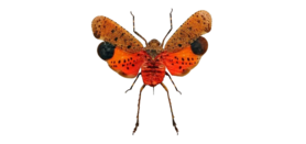 Penthicodes Pulchella (Java) **Vleugels öffnen** ♂︎/♀︎