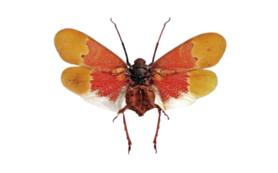 Scamandra Sanguiflua -RED- (Sulawesi) ♂︎/♀︎ * Flugel Geöffnet**