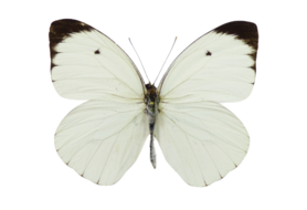 Ascia Buniae (Peru)♂︎