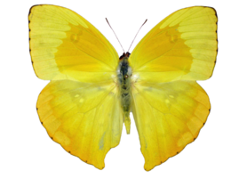 Phoebis Rurina (Peru)♂︎