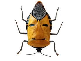 Catachantus incarnatus (Malaisie) ♂︎/♀︎