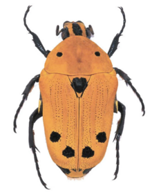 Euchroea auripimenta (Madagascar) ♂︎/♀︎