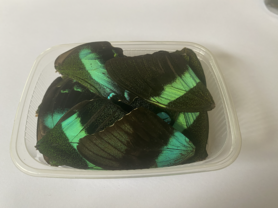 Green butterfly wings for art work