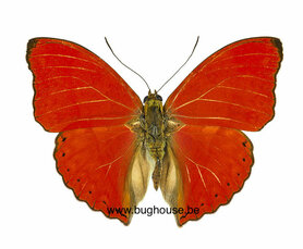 SPREAD Cymothoe Sangaris (RCA) ♂︎