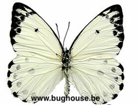 SPREAD Belenois Calypso (RCA) ♂︎