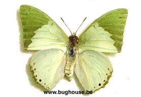 SPREAD Charaxes Eupale (RCA) ♂︎/♀︎