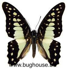 SPREAD Graphium doson gyndes (Philippines) ♂︎