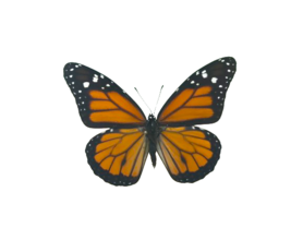 SPREAD Danaus Plexippus (Peru)  ♂︎