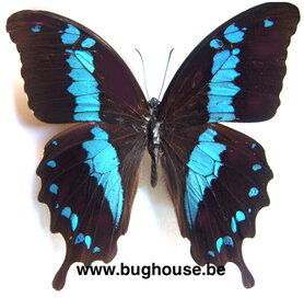 SPREAD Papilio oribazus (Madagascar) ♂︎