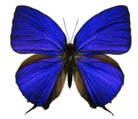 SPREAD Arhopala Hercules (Java) ♂︎/♀︎