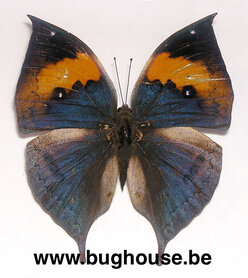 SPREAD Kallima Inachus Chinensis (China) ♂︎