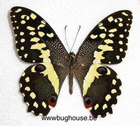 SPREAD Papilio Demodocus (Madagascar) ♂︎