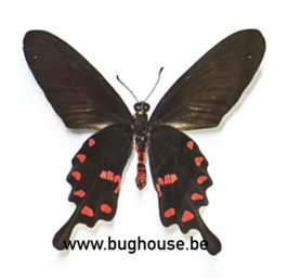 SPREAD Pachliopta Kotzebuea (Philippines) ♂︎