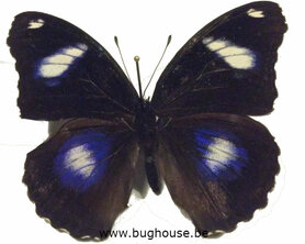 SPREAD Hypolimnas Bolina (Philippines) ♂︎/ ♀︎