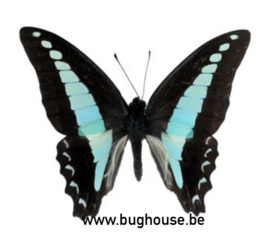 SPREAD Graphium Milon Anthedon (Sulawesi) ♂︎