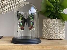 Beautiful bell jar with a Urania Ripheus moth