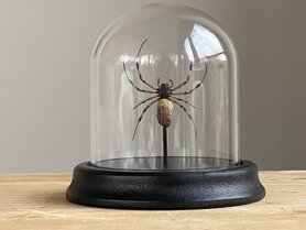 Beautiful bell jar with a Nephilengys Livida spider