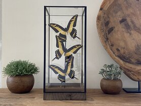 Beautiful square glass dome "display case" with 3 real Papilio Thoas butterflies