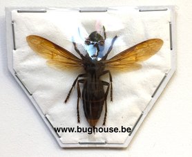 Vespa analis tenebrosa (Java) ♂︎