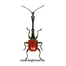 Trachelophorus giraffa (Madagascar) Male