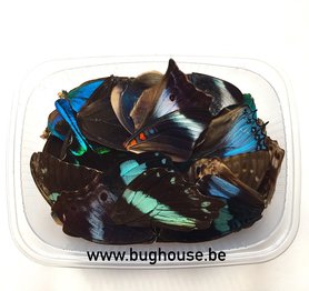 Ailes papillon bleues mixtes pour oeuvres d'art