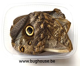 Caligo butterfly wings for art work