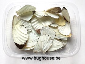 Ailes de papillon blanches pour des oeuvres d'art