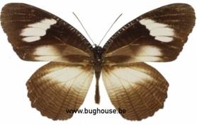 Elymniopsis bammakoo bammakoo (Afrique) ♂︎