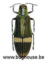Demochroa Gratiosa (Malaysia) ♂︎/♀︎
