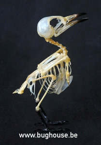 Small Minivet bird Skeleton (Indonesia)