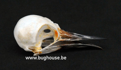 Freckle-breasted Woodpecker Skull (Indonesia)