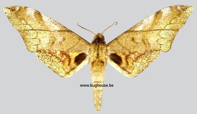 Platysphinx constrigilis (Cameroon)