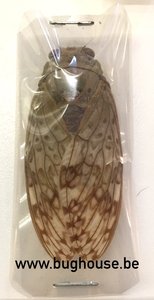 Cicade Sp. 1 (Madagascar)