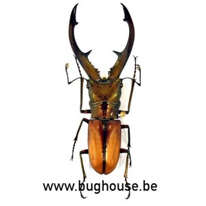 Cyclommatus Métallifer Gebietes 80 MM Indonesien Insektenkunde Sammlung Insekt