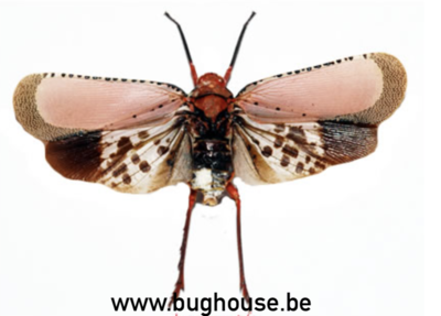 Lot of 10 Thai Lantern Bug Cicada Kalidasa nigromaculata Spread Fast from USA