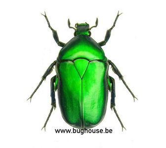 14 LOT X3 INSECTE TORYNORRHINA FLAMMEA BLEU//VERT//ROUGE THAÏLANDE ENTOMOLOGIE A1
