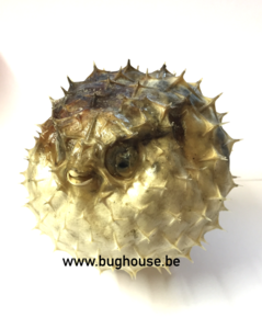 Blowfish fish (50-90mm)