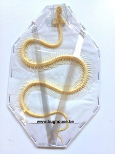 snake skeleton curved (Java)