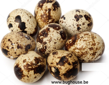 Empty Quail Eggs Bughouse The Online Insect And Entomology Shop