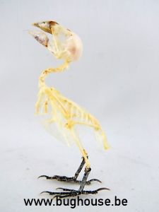 Bird Skeleton (Javan Munia) Indonesia