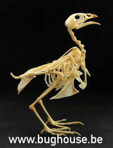 Japanese quail Skeleton
